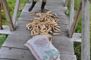 Harvested Corn