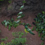 Parrots at the Clay Lick