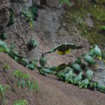 Parrots at the Clay Lick