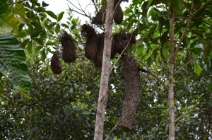 Cacique Nests