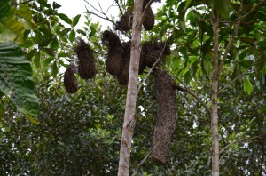 Cacique Nests