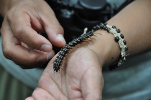 Millipede