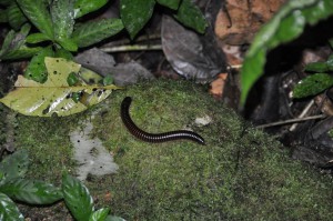 Millipede