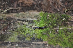 Millipede