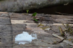 Leaf Cutter Ants