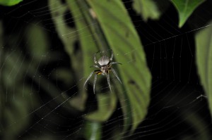 Spider