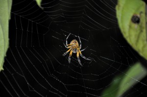 Spider