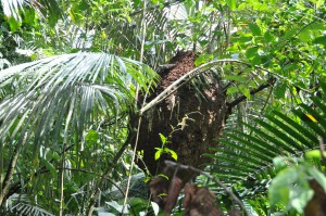 Termite Nest