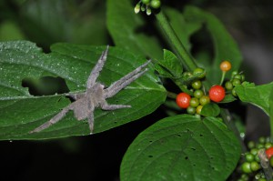 Wolf Spider