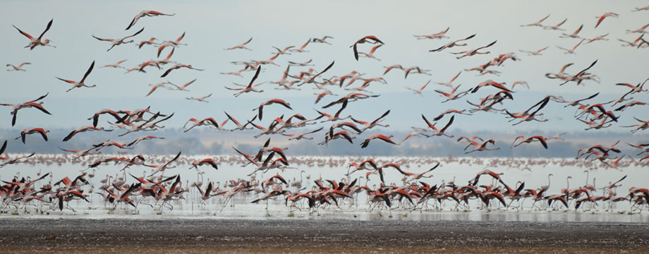 Lake Manyara