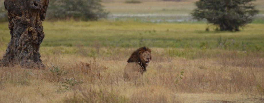 Ngorongoro Crater