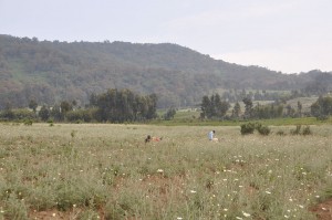 Pyrethium and Potatoes Fields