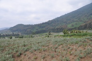 Pyrethium and Potatoes Fields