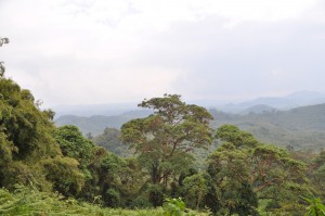 The View of the Jungle