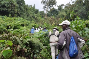 Hiking Into The Jungle