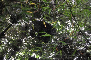 The Peeing Gorilla Up In The Bamboo