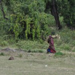 Gathering sugar cane