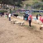 Otavalo Animal Market