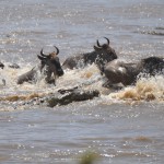 Crocodile vs Wildebeest