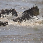 Crocodile vs Wildebeest