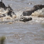 Crocodile vs Wildebeest