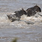 Crocodile vs Wildebeest