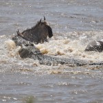 Crocodile vs Wildebeest