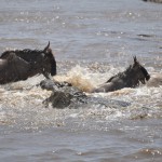 Crocodile vs Wildebeest