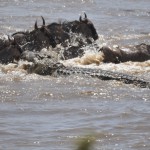 Crocodile vs Wildebeest