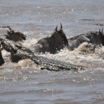 Crocodile vs Wildebeest