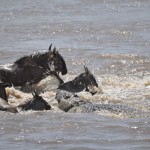 Baby Wildebeest Caught