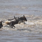 Baby Wildebeest Struggles