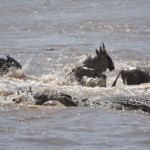 Baby in Crocodiles Jaws