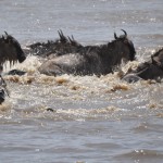 Crocodile vs Wildebeest