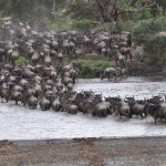 Crossing the Mara River