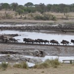 Crossing the Mara River