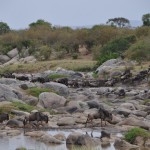 Crossing the Mara River
