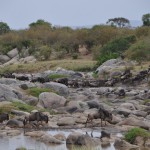 Crossing the Mara River