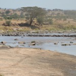Crossing the Mara River