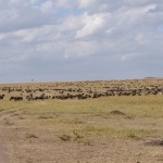 Wildebeest on the Serengeti