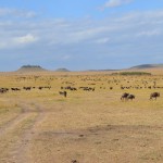 Wildebeest on the Serengeti