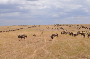 Wildebeest from the Horizon