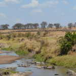 Wildebeest By Our Camp