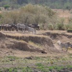 Zebras Go First