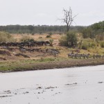 Wildebeest watch the Zebras