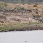 Zebras Drink, Wildebeest Stampede