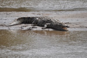 Large Nile Crocodile on the banks of the Mara River