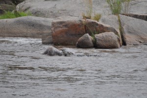 Wildebeest struggles to get free