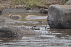 Wildebeest in the Jaws of a Crocodile