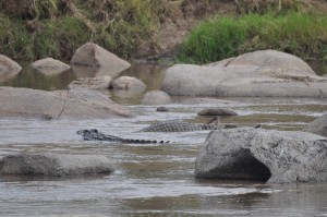 Crocodile swims with Wildebeest as other Crocodiles give chase
